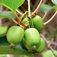 Actinidia arguta - kiwi "Issai"