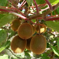 Actinidia - kiwi "Jenny"